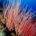 seawhip_jg_v_0705_png0797.jpg